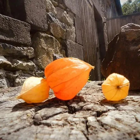 La Part Des Anges Σπίτι διακοπών Saint-Angel (Puy-de-Dome)