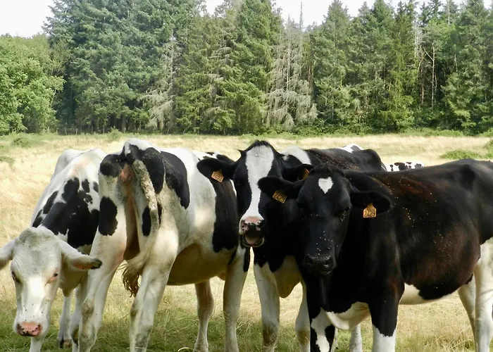 Vakantiehuis La Part Des Anges